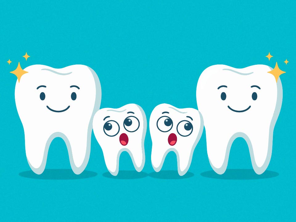 2 Large teeth surrounding 2 small teeth